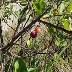 Prunus maritima Fruit