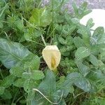 Arum italicumFlor