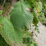 Ulmus glabra Φύλλο