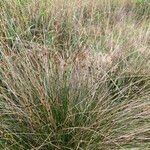 Schoenus nigricans Habitus