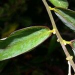 Securidaca diversifolia Leaf