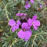 Erysimum scoparium花