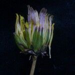 Taraxacum eriopodum Flower