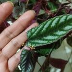 Cissus discolor पत्ता