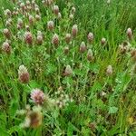 Trifolium incarnatum عادت داشتن