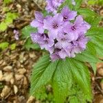 Cardamine pentaphyllos Квітка