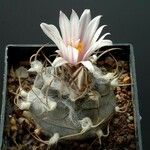 Turbinicarpus schmiedickeanus Квітка