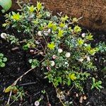 Gaultheria mucronata Hábito