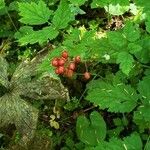 Actaea rubraFruchs