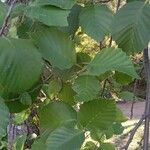 Alnus incana Fulla