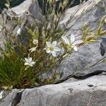 Minuartia rostrata Цветок