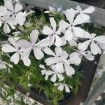 Phlox divaricata Floro