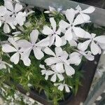 Phlox divaricata Cvet