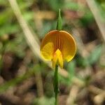 Zornia latifolia Flor