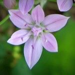 Allium unifolium Fleur