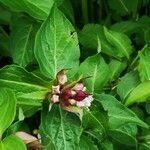 Leycesteria formosaKukka