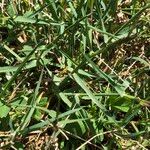 Poa cenisia Costuma