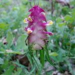 Melampyrum cristatum Flower