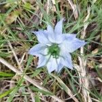 Nigella damascenaŽiedas