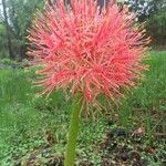 Scadoxus multiflorusKukka