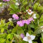 Kalmia polifolia Blüte