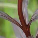 Lobelia cardinalis Feuille