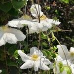 Clematis florida Kvet