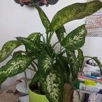 Dieffenbachia seguine (Jacq.) SchottЛист