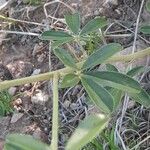 Lupinus formosus Leaf