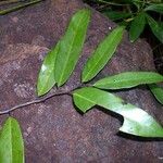 Meiogyne punctulata Leaf