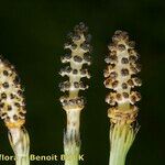 Equisetum × litorale Fruit