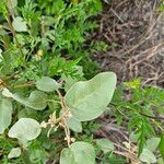 Croton punctatus Lapas