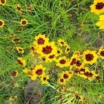 Coreopsis tinctoria花