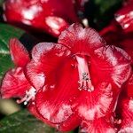 Rhododendron beanianum Flower