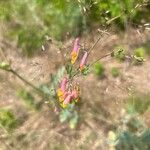 Capnoides sempervirens Flower