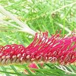 Grevillea tetragonoloba