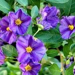 Lycianthes rantonnetii Fula