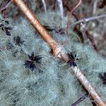 Clematis vitalba Fruit