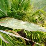 Eucalyptus viminalis Leaf