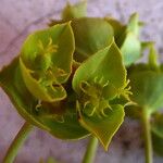 Euphorbia terracina Flower