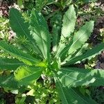 Lactuca virosa Blad