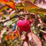 Euonymus europaeusFruchs