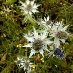 Eryngium heterophyllum Floro