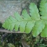 Dryopteris cristata पत्ता