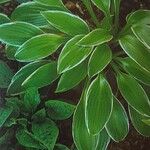 Hosta longipes Blatt