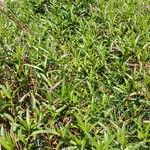 Persicaria decipiens 形態