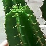 Euphorbia cooperi Hoja