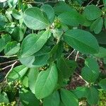 Psidium guineense Hostoa