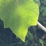Hibiscus bifurcatus Leaf