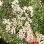 Eupatorium perfoliatum Flower